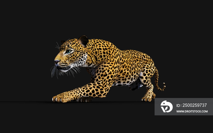 3d Illustration Leopard Isolate on Black Background with Clipping Path, Panthera Pardus