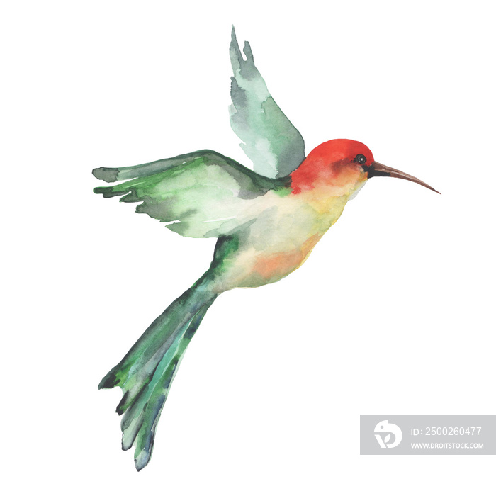 A small tropical bird hummingbird with bright feathers flies wide spreading its wings. Watercolor on