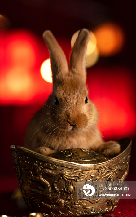 可爱的小兔子和金元宝