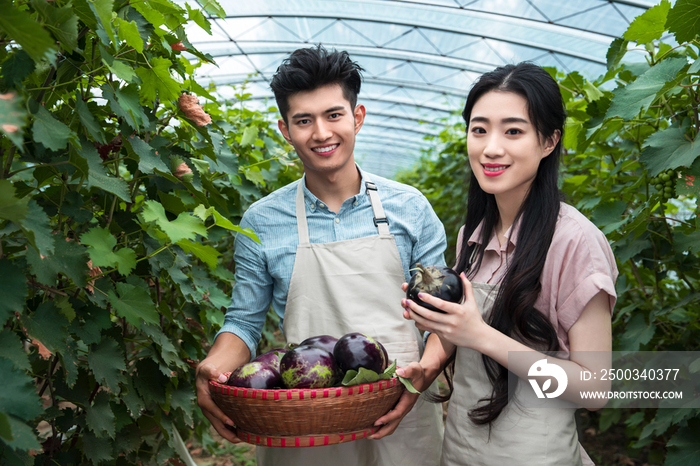 东方夫妻采摘茄子