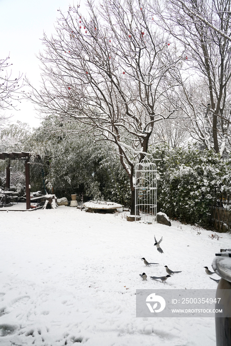 下雪后的私家花园