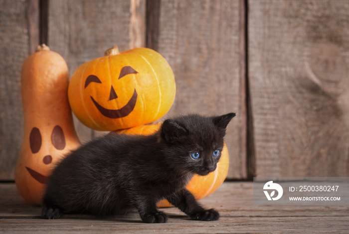 black little cat with halloween pumpkins