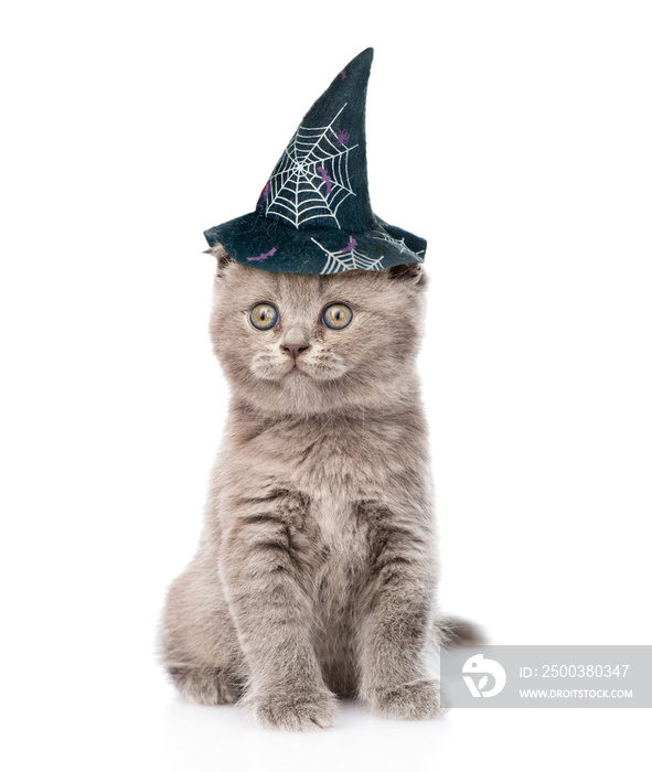 kitten with hat for halloween. isolated on white background