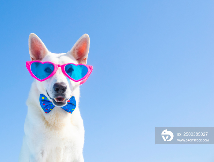 happy dog with sunglasses