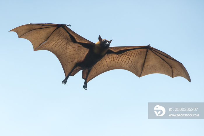 Bat flying on blue sky