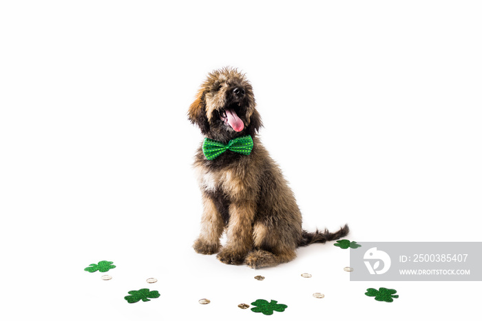 Golden Doodle Puppy wearing St. Patricks Day Costume