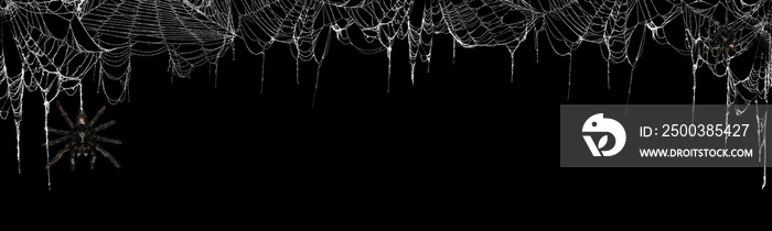 Real creepy spider webs on black banner as a top border with tarantulas hanging from the webs