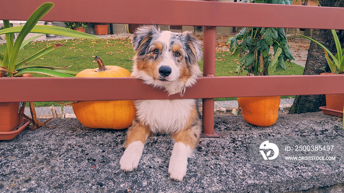 Dog on a farm with halloween pumpkins around.