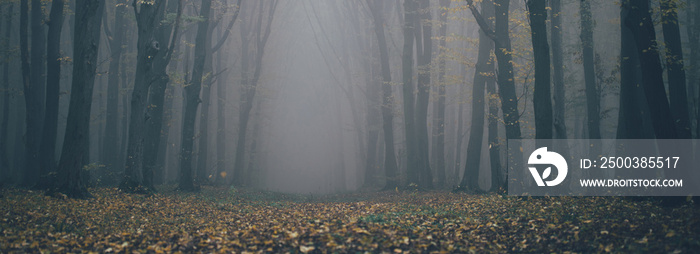 Forest in fog with mist. Fairy spooky looking woods in a misty day. Cold foggy morning in horror for