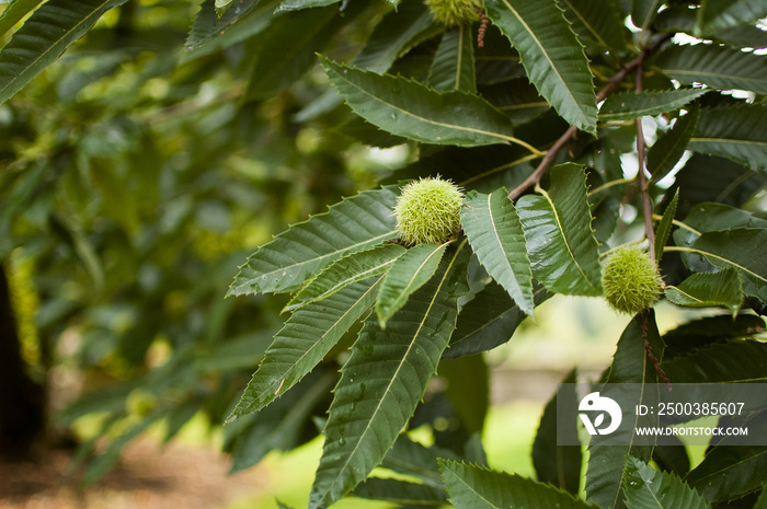 Edible chestnut on the tree, the fruit of the chestnut segu, veggie cuisine, healthy food