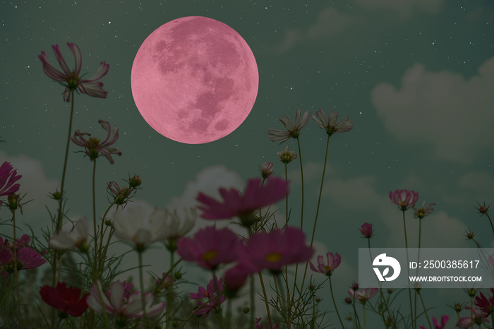 Full moon on the sky with flowers.