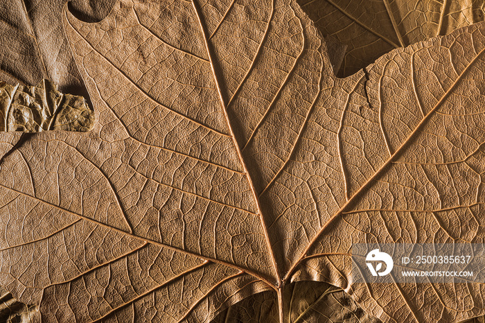 macro close-up of dry brown autumn leaves texture. Autumn texture for background. Autumn atmosphere.