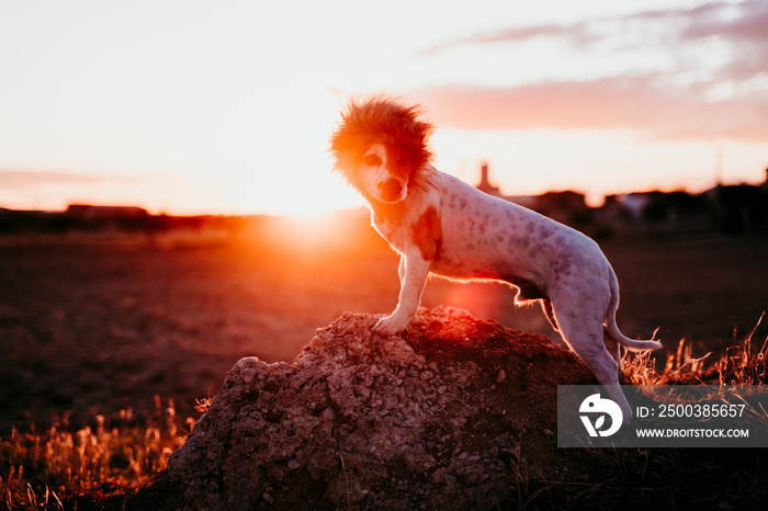 cute small jack russell terrier dog on a rock at sunset. Wearing a funny lion king costume on head. 