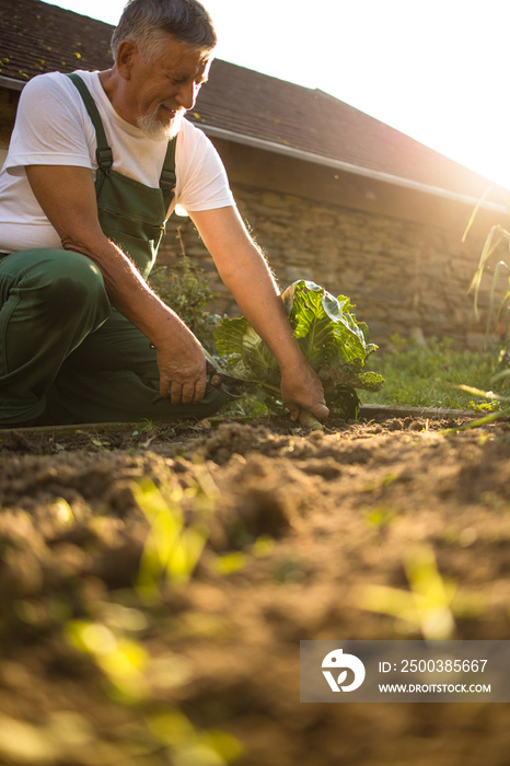 Senior gardener gardening in his permaculture garden - harvesting carrots