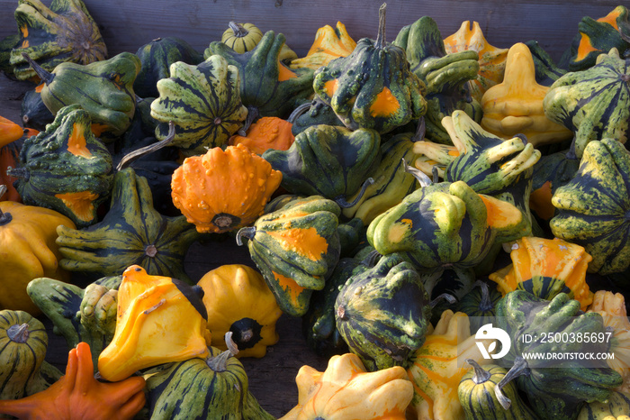 gourds variations multicolor decorative halloween squash agriculture market