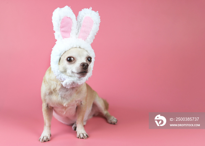 healthy brown  short hair chihuahua dog, wearing rabbit ears  costume sitting on pink  background,  