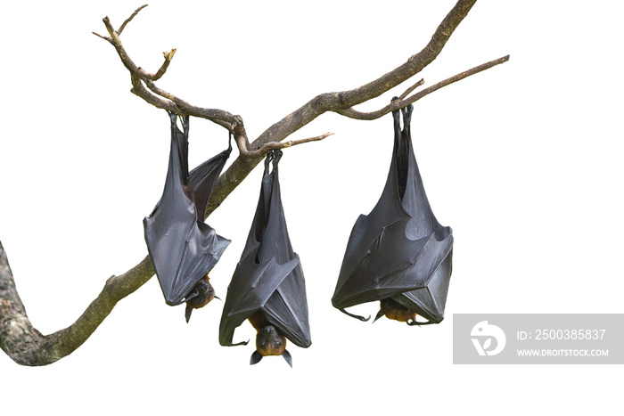 Bats hanging upside down from tree branches isolated on white background