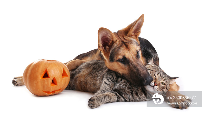 Cute shepherd dog and cat with Halloween pumpkin on white background