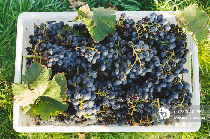蓝藤葡萄。秋收后装在盒子里的赤霞珠葡萄，准备用来酿酒。