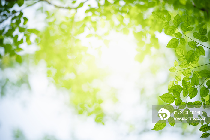 Nature of green leaf in garden at summer. Natural green leaves plants using as spring background cov