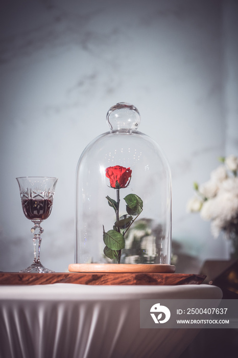 玻璃罩里的一朵迷人的玫瑰。