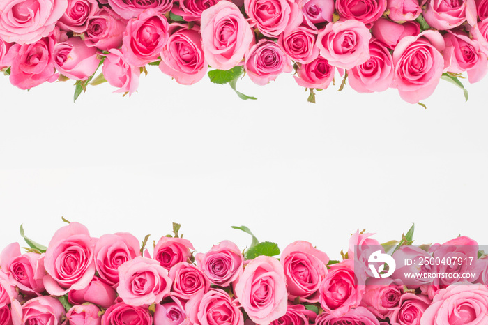 美丽的边界新鲜甜美的粉红色玫瑰隔离在白色上，为爱情浪漫的情人节背景