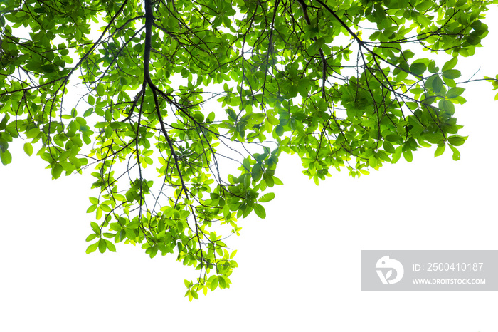 Green leaves isolated on white background