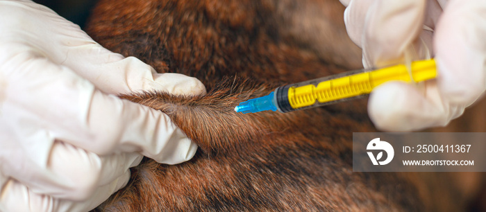 为宠物接种疫苗。兽医给动物注射疫苗