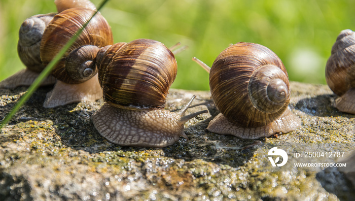 一群棕色的葡萄蜗牛在夏天坐在灰色的石头上。