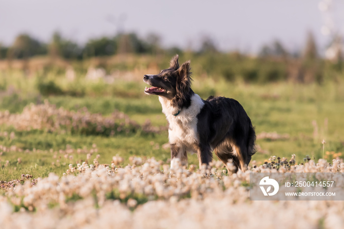 Adorable dog in blooming. Dog with flowers. Bright and positive spring or summer pet concept