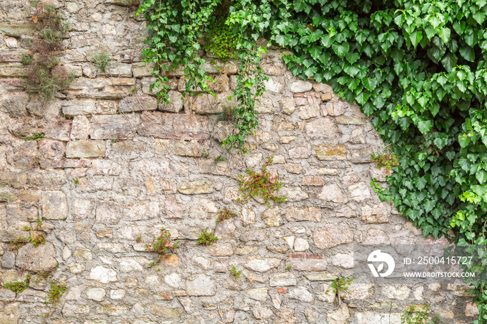 Old stone wall with ivy as background