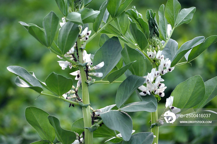 The field is blooming Vicia faba