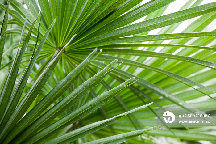 Chamaerops Humilis植物-植物园中美丽的细节和纹理