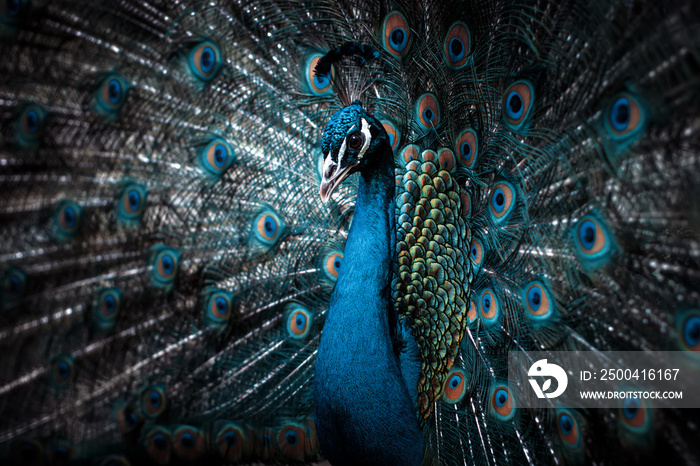 Beautiful peacock