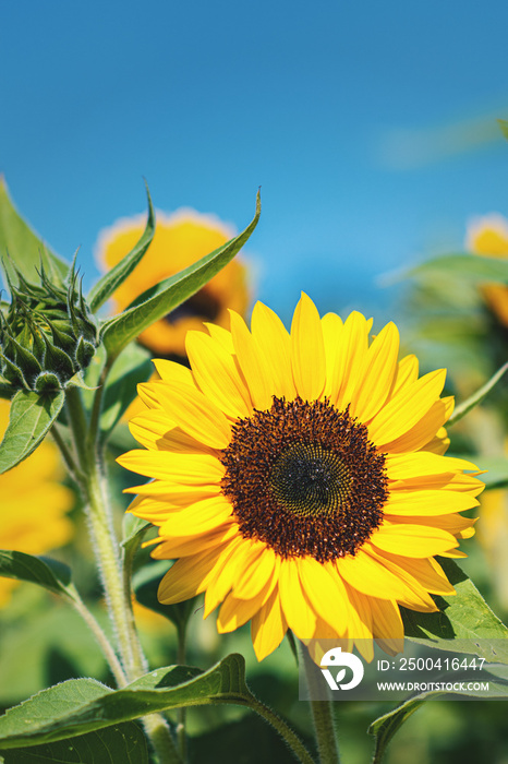 Sonnenblume vor strahlend blauem Himmel