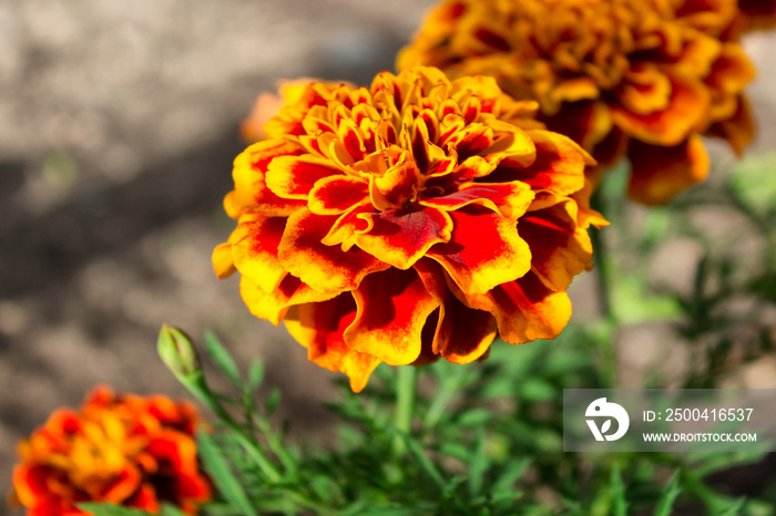 秋夏季橙色万寿菊为花园里生长的花朵提供了便利。