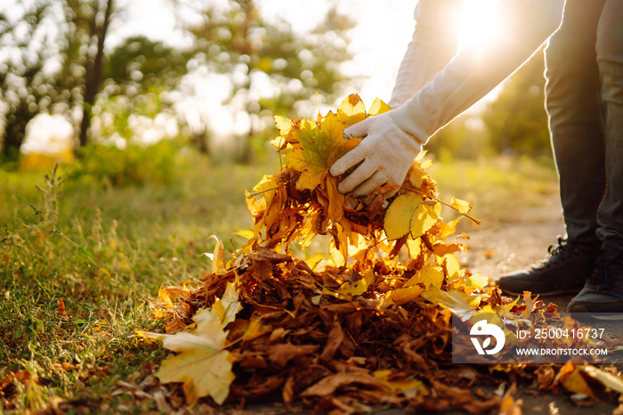 Cleaning of autumn leaves in the park. Male hand in gloves collects and piles fallen autumn leaves  