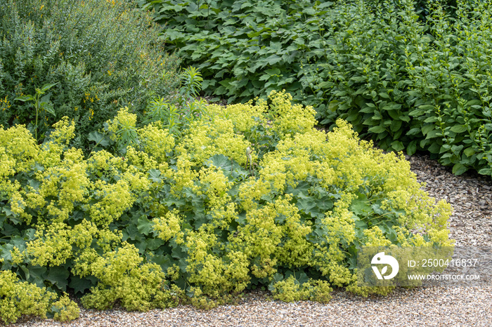 阳光边界的Alchemilla mollis或ladys斗篷