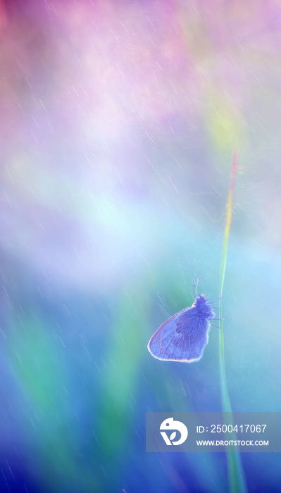 Little butterfly on grass during strong wind .