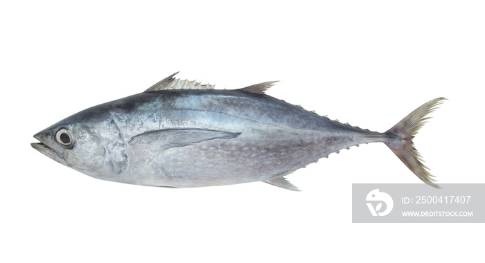 Fresh tuna fish isolated on white background