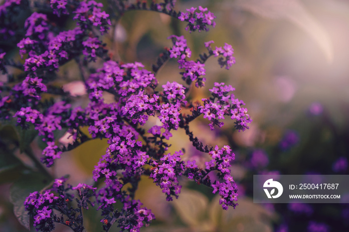 美丽的仙女梦幻般的魔法紫紫蓝色的树栖向日葵或花园向日葵
