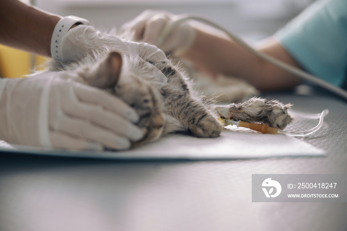 女兽医在兽医临床超声检查期间抱着灰猫静脉输液