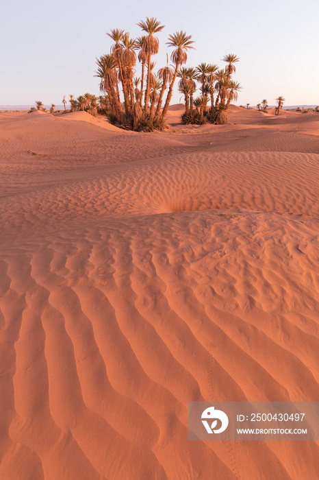 摩洛哥默佐加撒哈拉沙漠上的棕榈树与棕榈树在绿洲上方的沙漠中五彩缤纷的日落