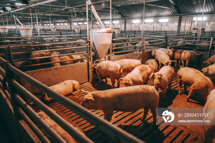动物棚里有很多猪在吃，站着和躺着。肉类行业的概念。
