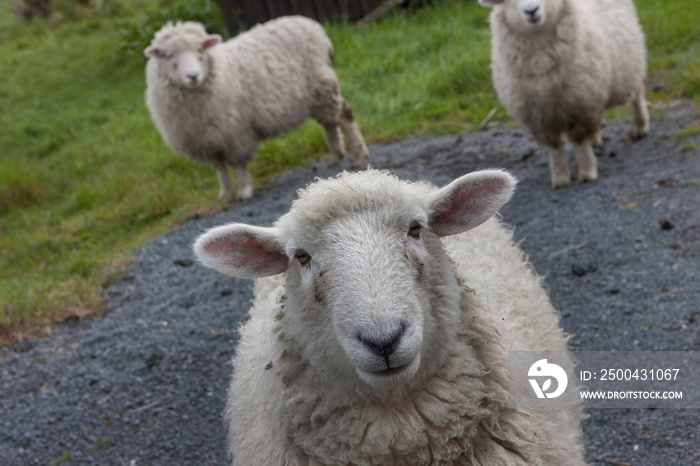 谷仓附近的绵羊。农业。卡卡角。Catlins海岸。新西兰南岛