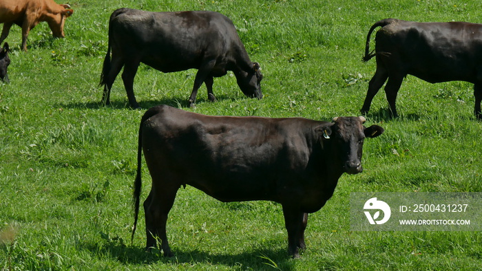 cows in field