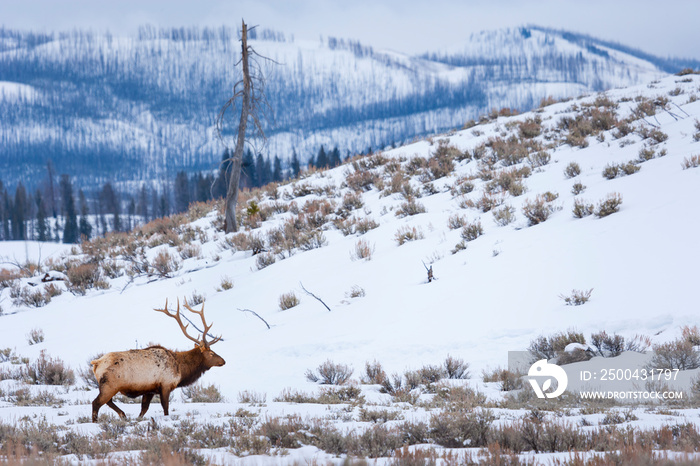 Elk or wapiti (Cervus canadensis), Yellowstone National Park, Wyoming, USA, America