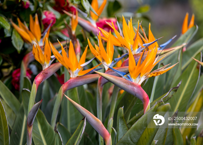 Tropical flower strelitzia or bird of paradise on Madeira Island,  Portugal.