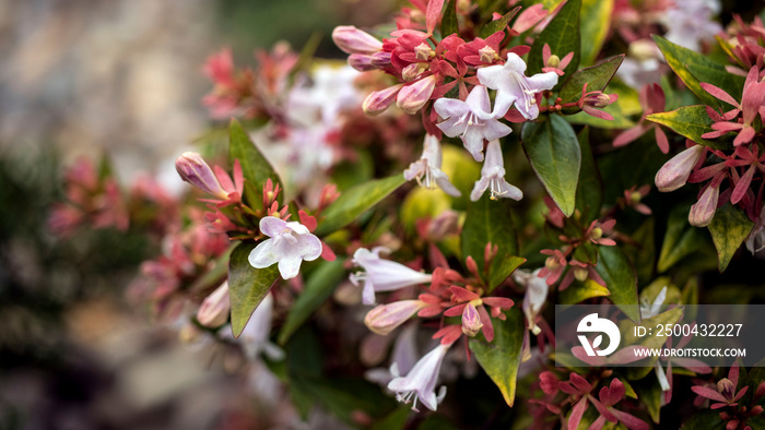 Abelia grandiflora with pink tinged, white flowers