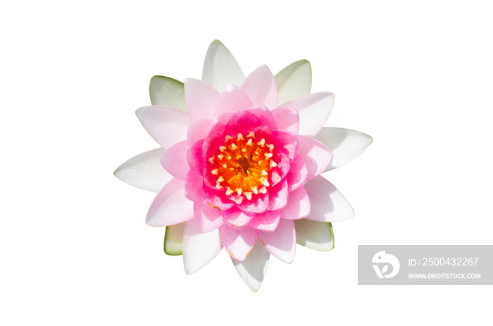 beautiful pink lotus flower isolated on white background. aquatic water lily fresh nature flower blo